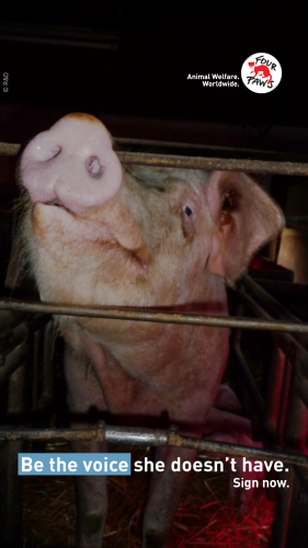 Euforanimals