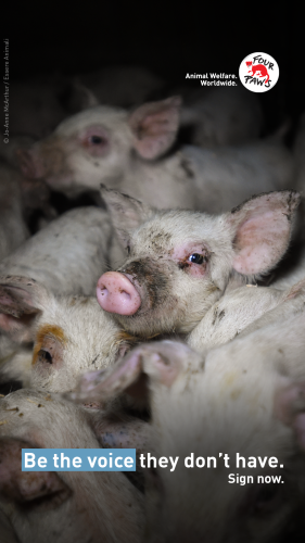 Euforanimals